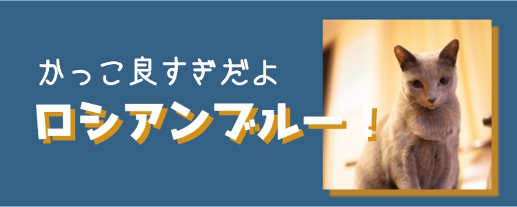 ロシアンブルー最高！